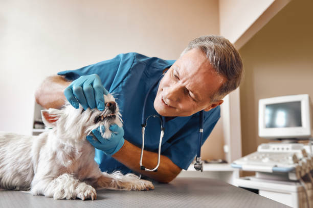 Best Emergency Dentist for Knocked-Out Tooth in Proctor, VT